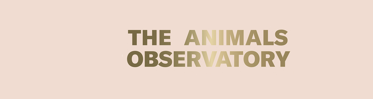 The Animals Observatory – English Rabbit